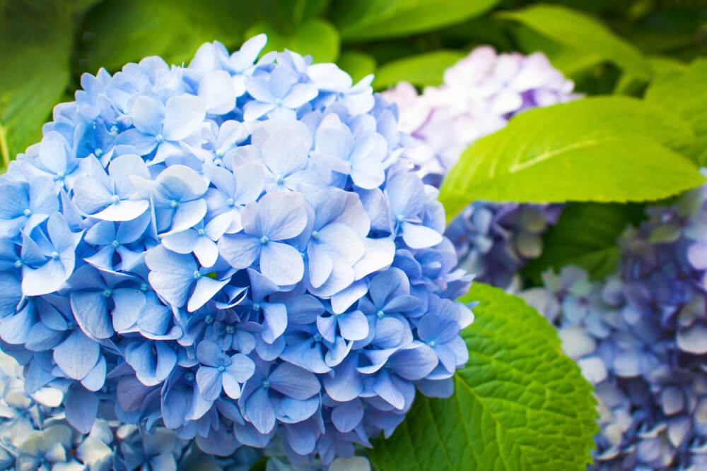 How And When To Prune Hydrangeas Love The Garden